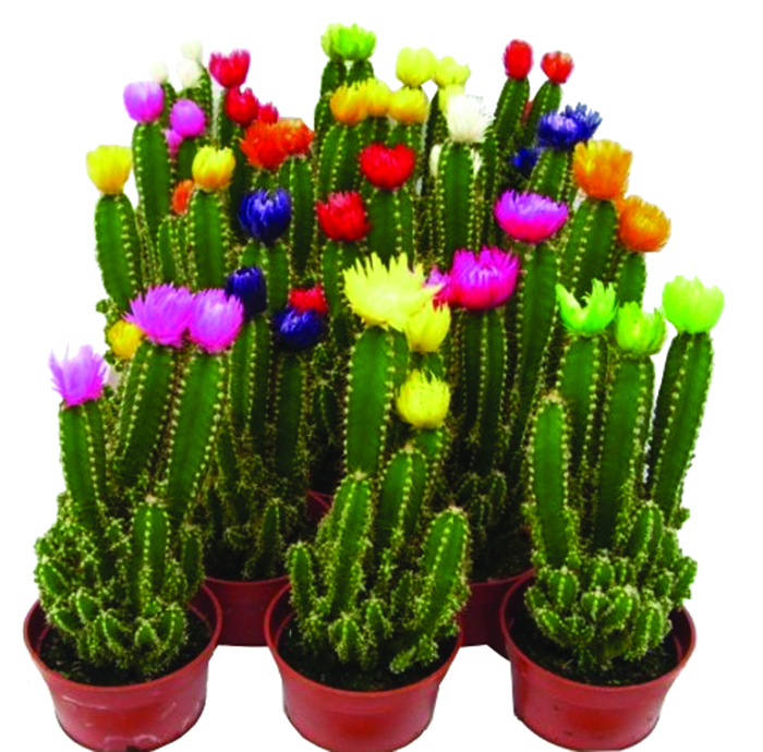 PLANT CACTUS ARTIFICIAL FLO