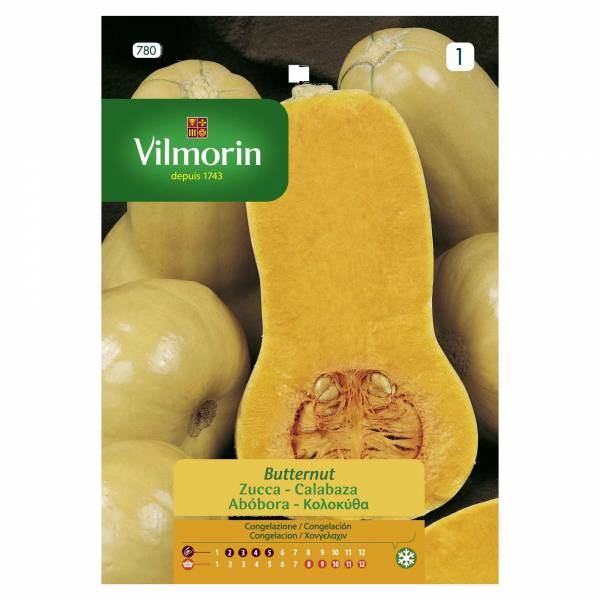 VILMORIN PUMPKIN