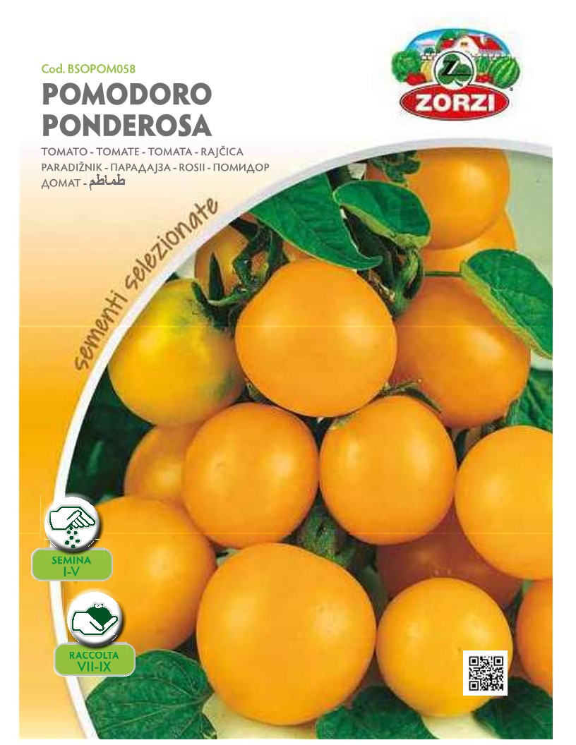 ZORZI BSOPOM058 TOMATINI KITRINO