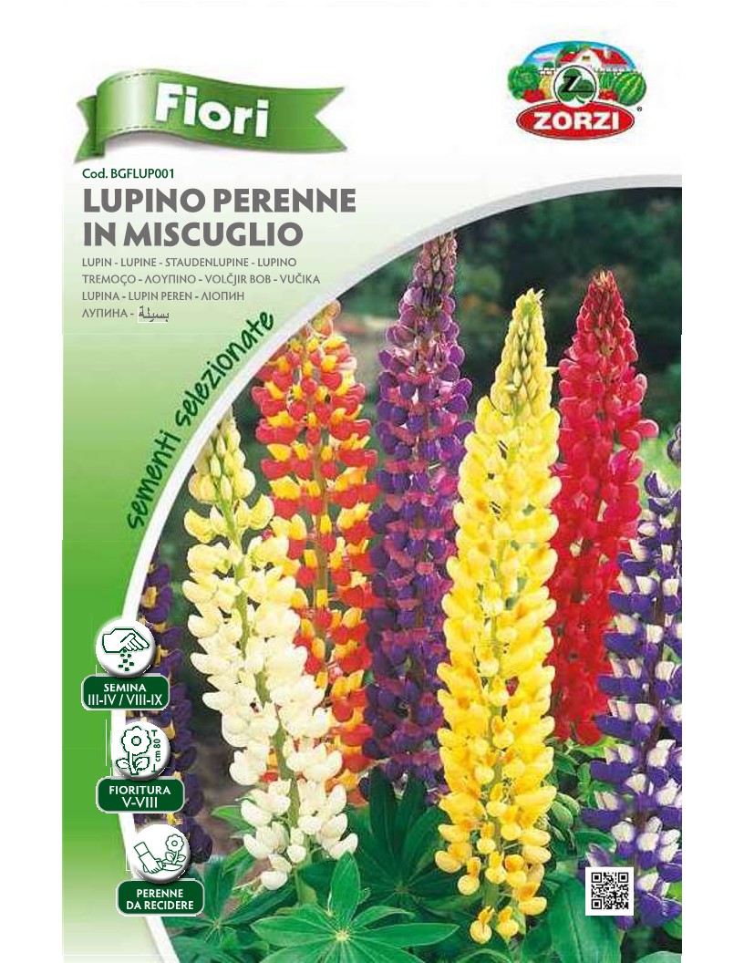 ZORZI BGFLUP001 LUPINO