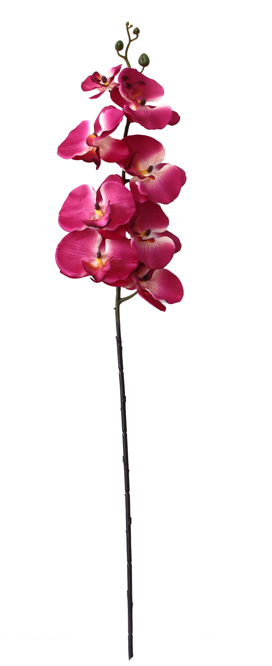 SINGLE ORCHID BRANCH 8FLR FUSC