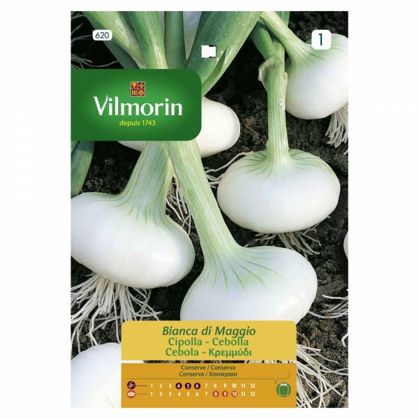 VILMORIN WHITE ONION DE LA REINE