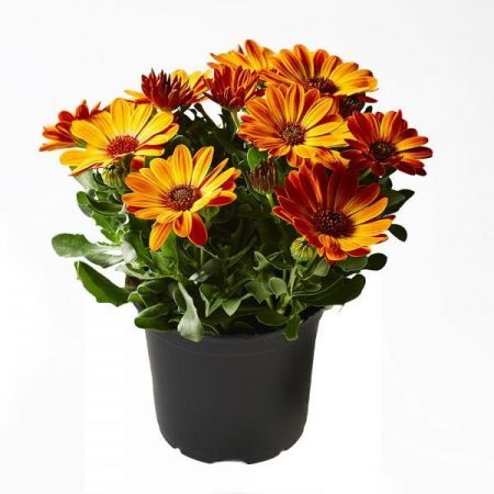 OSTEOSPERMUM 13CM