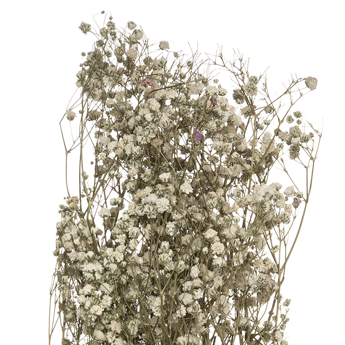 ATMOSHERA 179317 DRIED FLOWER GYPSOPHILE H58CM