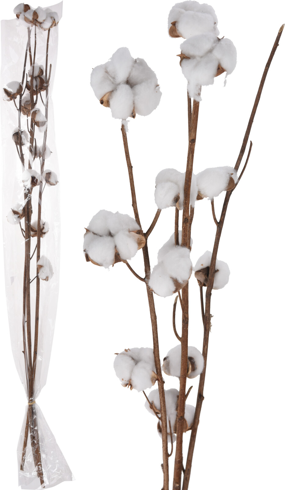 COTTON ON 4 BRANCHES