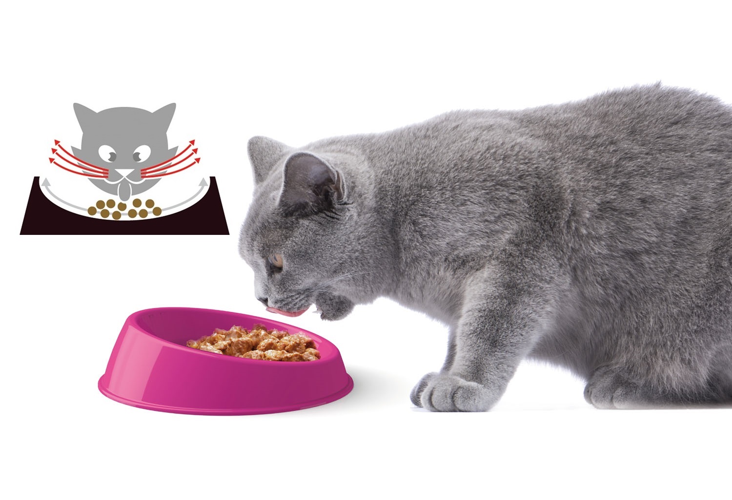 GEORPLAST WHISKER-FRIENDLY BOWL FOR CATS