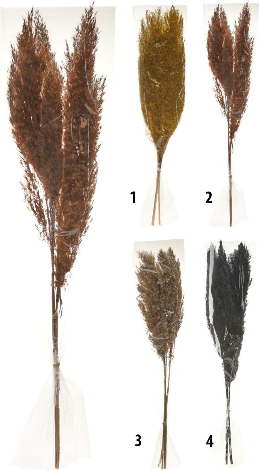 PAMPAS IN BAG 80CM 4 ΔΙΑΦΟΡΕΤΙΚΑ ΧΡΩΜΑΤΑ