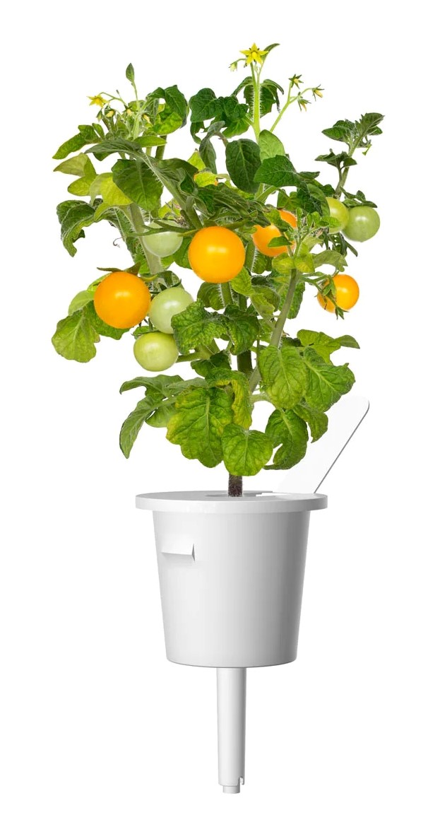 CLICK & GROW SGR57X3 YELLOW MINI TOMATO PLANT PODS 3PCS