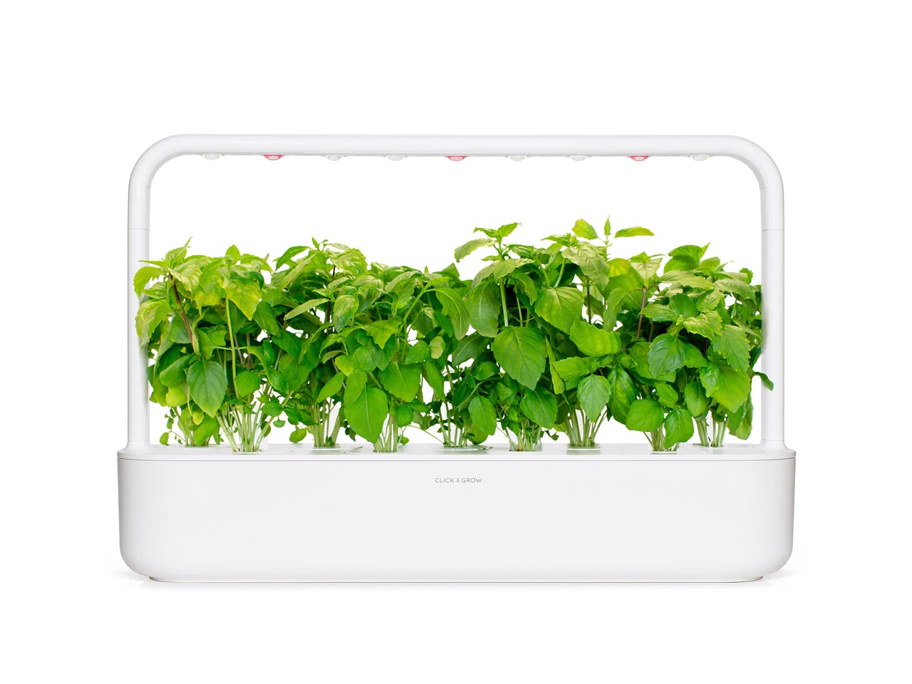 CLICK & GROW SGR71X3 CINΝAMON BASIL 3PCS