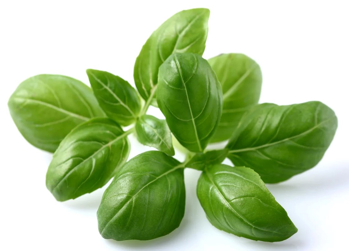 CLICK & GROW SGR3X3 BASIL PLANT PODS 3PCS