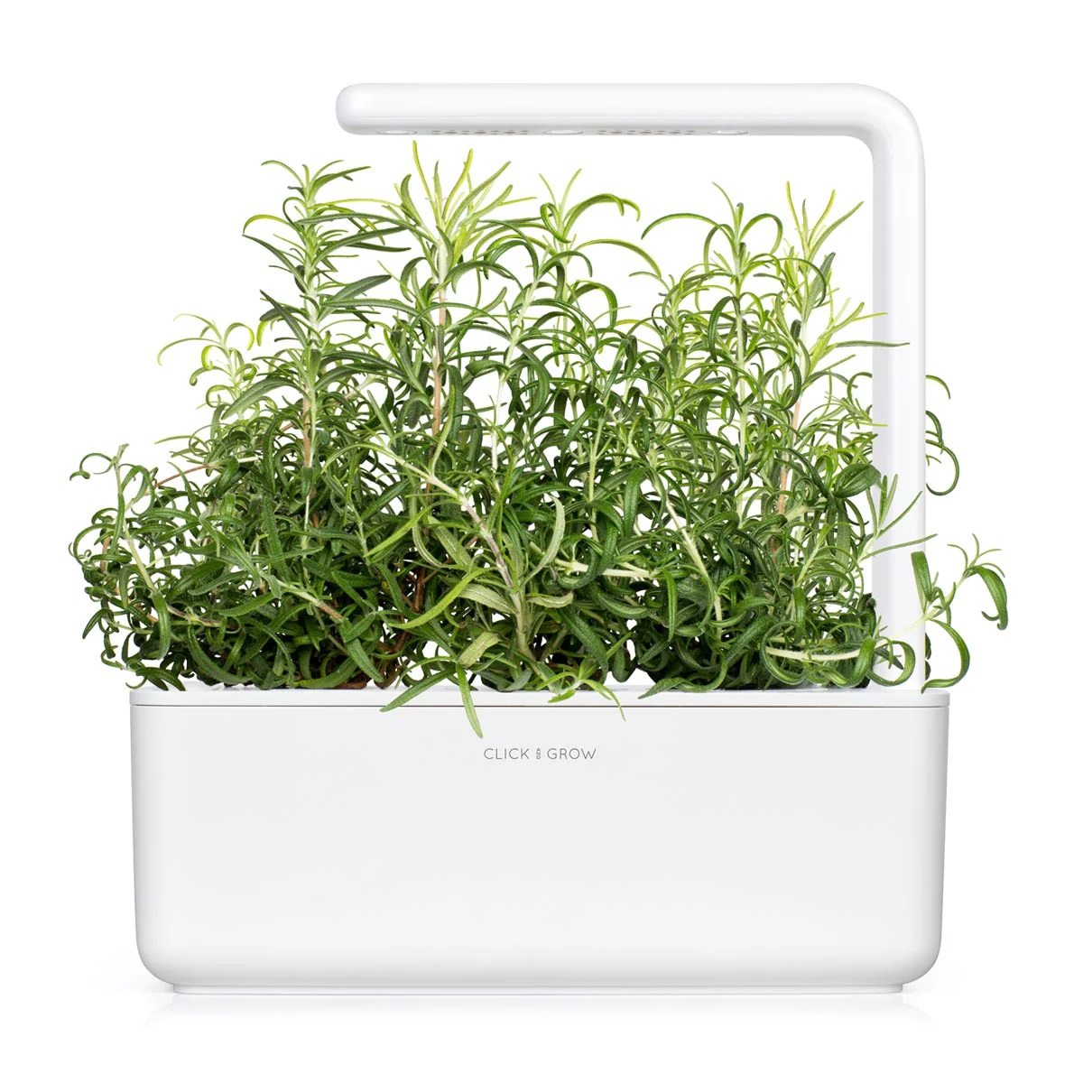 CLICK & GROW SGR51X3 ROSEMARY PLANT PODS 3PCS