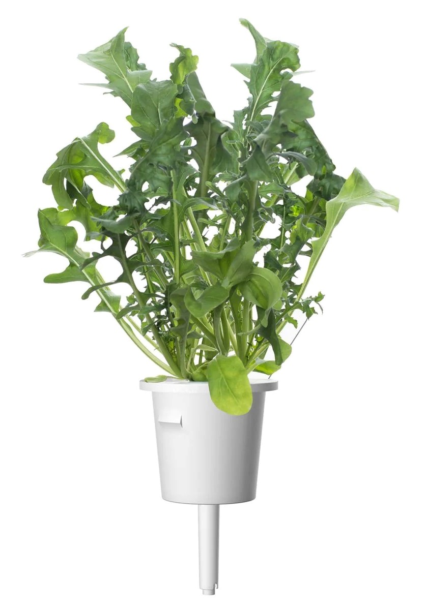 CLICK & GROW SGR19X3 ARUGULA PLANT PODS 3PCS