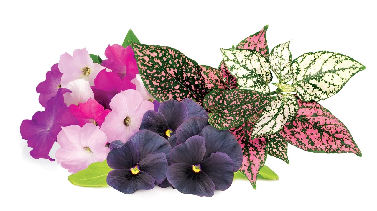 CLICK & GROW PPMVFX9 VIBRANT FLOWERS MIX 9PCS