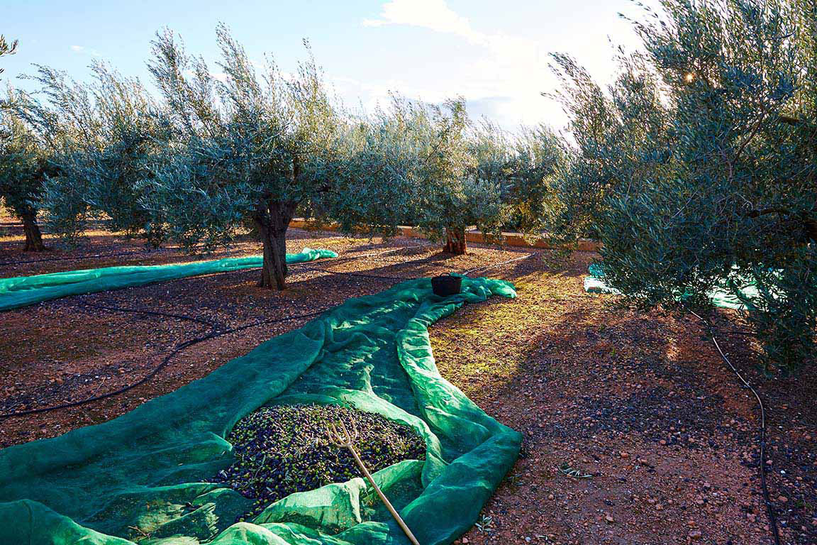 ΔΙΧΤΥ ΕΛΑΙΟΣΥΛΛΟΓΗΣ 90GR 3X6M ΠΡΑΣΙΝΟ